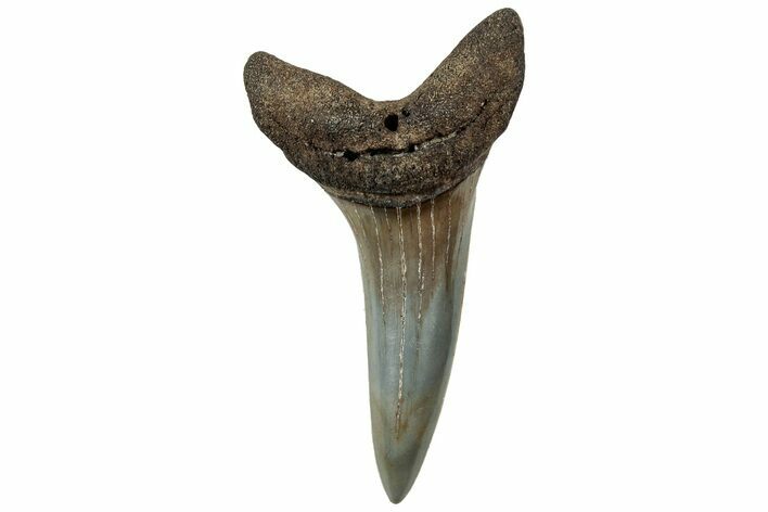 Fossil Shortfin Mako Shark Tooth - South Carolina #321931